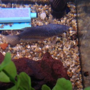 Blue Gourami - Sorry, it is the best picture I could get.