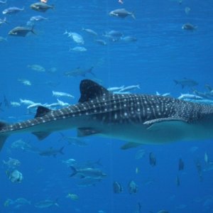 Whale shark

IMG 1796