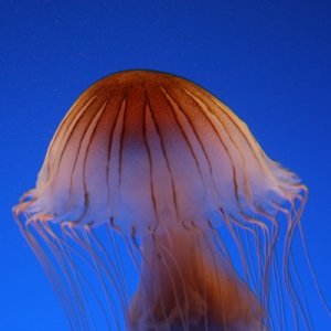 Jellyfish

IMG 1873