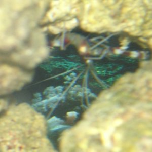 Best picture of my Coral Banded Shrimp that I have been able to get.