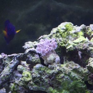 Pulsing Xenia and Coral Beauty