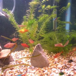 pretty fish and pretty plants!