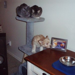 All three on the cat climber...LOL.
