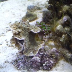 monte plate coral