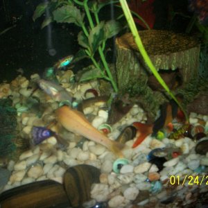 If you look closely you can see my clown loach, GAE, and dojo loach hanging out together.