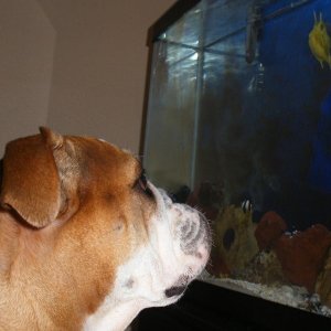 Bubbles, my english bully, watches the cowfish.