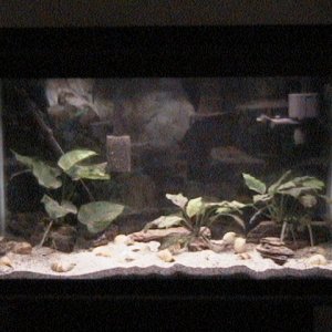 This is a photo of my recently redone 29 gallon tank.  It is set up as a species tank for some Lamprologus stappersi (Pearly Ocellatus) juveniles.  It