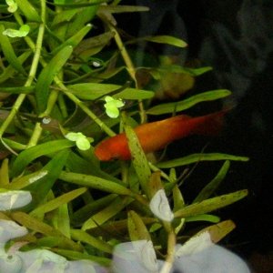 Top down shot of a dwarf platy browsing in a mess of floating Rotala.