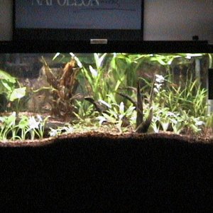 Here is my 30 gallon Asian biotope tank with 14 different species of plants including 11 Cryptocorynes (5 of which arrived two days ago). The plants i