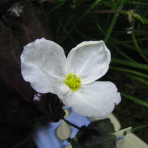 Flowering Sword Plant