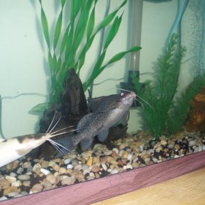 Pics of Whiskers the Claris and Ice Tea the Upside Down Catfish