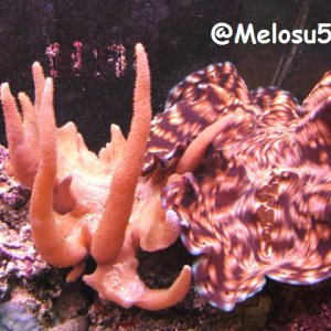 Squamosa clam