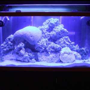 Tank all full, rocks set, cloudiness due to dust on rocks.  Just running it with no life other than live rock for a couple of weeks.