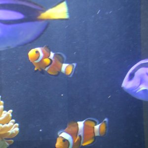 New batch of fish after losing first one.  Two ocellaris clowns size mismatched in hopes of bonding.  Also two blue tangs.