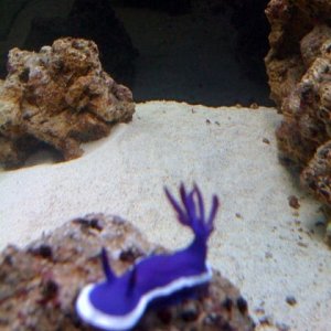 Puple sea slug