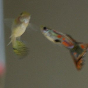 Just a few of the guppies swimming around.