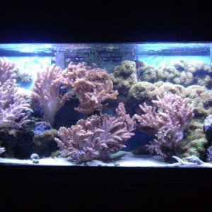 120 gallon soft reef