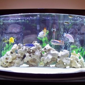 Assorted Cichlid and Puffers-Tank Photo at 14 months