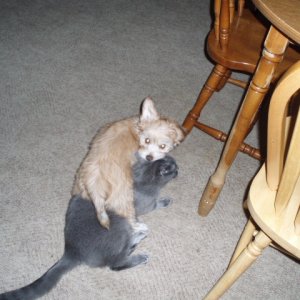Russian Blue named Gilbert, my tabby named Edge and my Chinese Crested Powder Puff named Red.