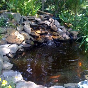 This is my family's koi pond.