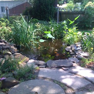 This is my family's koi pond.