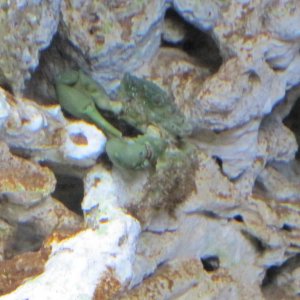 Emerald/Mithrax Crab added to tank couple of days ago and doing well.