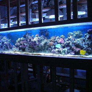 400 gal Reef started Jan 2009