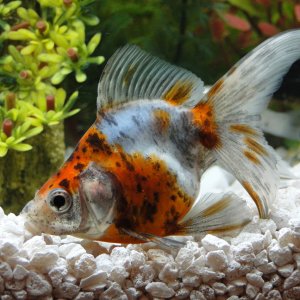 This is Lady, my male goldfish!