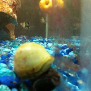 A new snail adjusting to his new home
