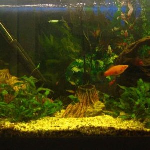 Fluval U4 moved from right to left, driftwood (mangrove) moved and 5 new ruby-nosed tetras introduced.