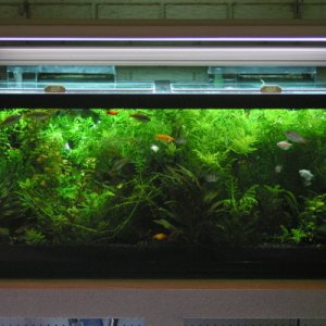 75 gallon planted aquarium.