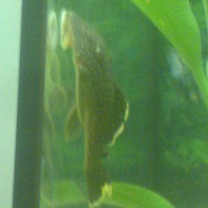 golden nugget pleco and butterfly ram ciclid