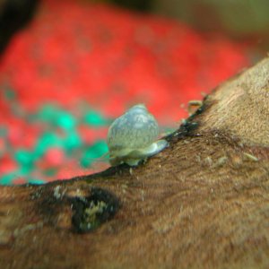 Random Little snail in my tank