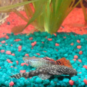 One of my guppies with Ludo my baby Plec