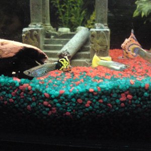 three of my little guppies. 
love the fact the the food infront of the rainbow coloured guppy's eye looks cartoonish