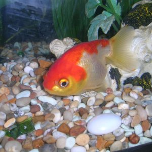 This is a fish I had a few years back. Was given to me by a friend who had the tank in the corner and had forgotten about him.
I think he was a ranchu