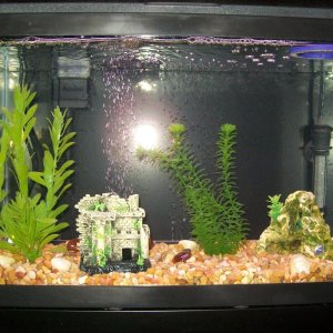 Here are pics of my 10 & 29G tanks
This is a pic of my 10G "acclimation/hospital/breeding" tank