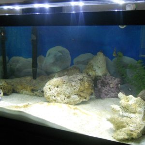 Photos of my 40g Marine Aquarium