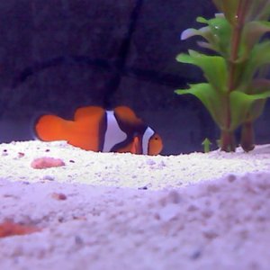 This is one of my two clown fish i just bought. There a mated pair and starting to breed. :)
