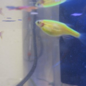 here are two pictures of my yellow glofish. is she pregnant, have a tumor or what? please help!!