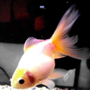 my goldfish Darwin
