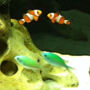 Chromis schooling with clownfish