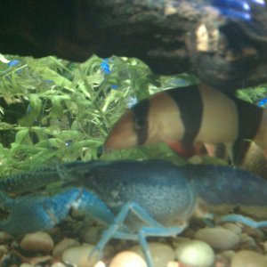 Lobster and Clown Loach