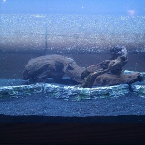 Un-rinsed Black Flourite sand/Floramax 30 minutes and 20% water change later...