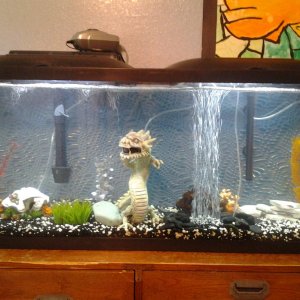 My 55 gallon freshwater aquarium.