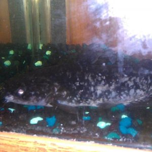 It's and black and silver spotter catfish, but I wish I could put an actual name to it. He's about 8in long