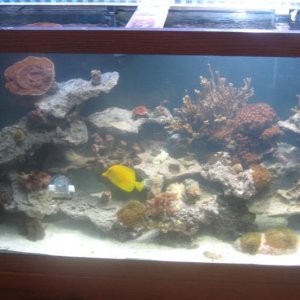 just moved from the 55, looks like a proper reef tank, now!