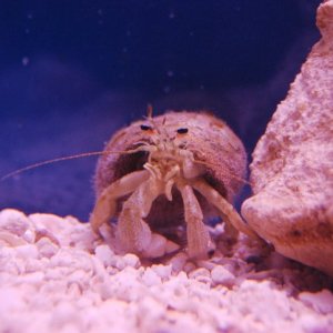 Does anyone know what kind of Hermit Crab this is? I can't find any picture of a hermit crab that looks like this.