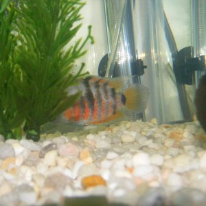 My female black convict cichlid is very colorful!