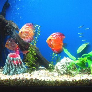 aquarium 3